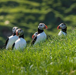 Group of Puffins, Fratercula Arctica,  on the island of Mykines, Faeroe islands, Denmark, Europe